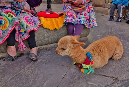Adult, Alpaca, Animal, Animals, Bear, Female, Helmet, Path, Person, Sandal, Shoe, Travel, Travels, Walkway, Woman